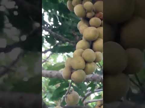 Puno na paboritong dapoan ng mga ibon,subukang makuhanan