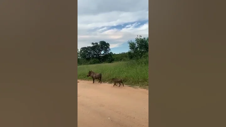 a tiger is hunting with hog family | #shorts | #animals