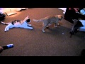 30 Second with a kitties and a laser pointer