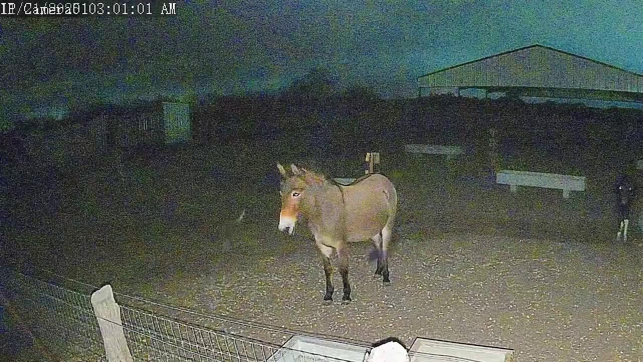 Mule Live Cam 11/20/25