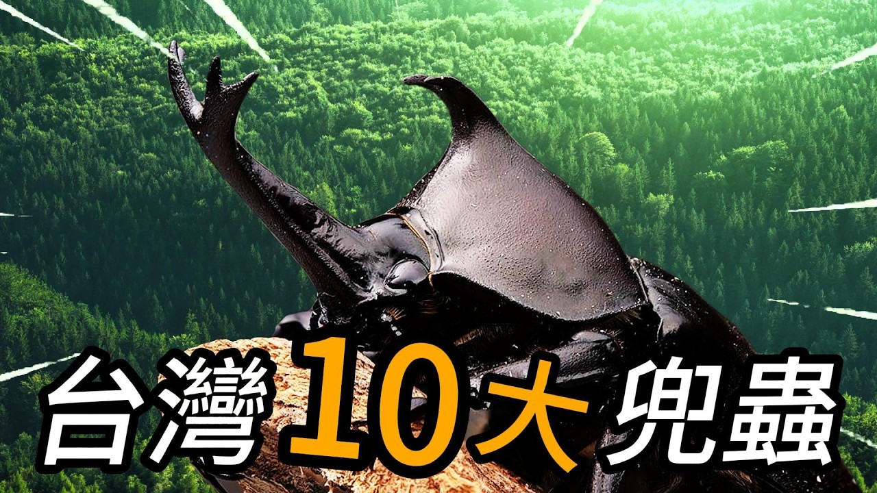 台灣的10種兜蟲/台灣竟然有5根犄角的兜蟲!?
