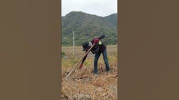 panen jahe kita #vidioviral #taiwan #shortvideo #fyp #fypシ゚viral #shorts #berkebun