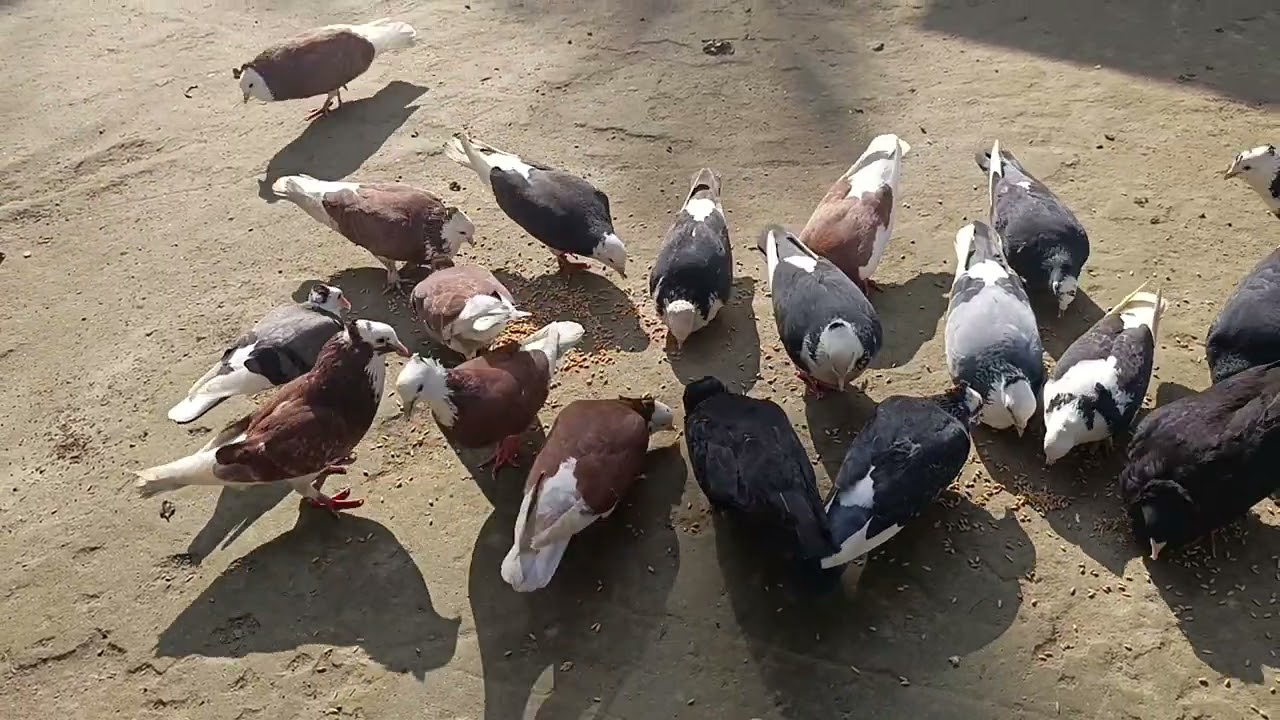 মাশাল্লাহ সম্পুর্ন ভিডিওটি দেখবেন সকালের খাবারের সাথে আছি আপনাদের জসিম ভাই