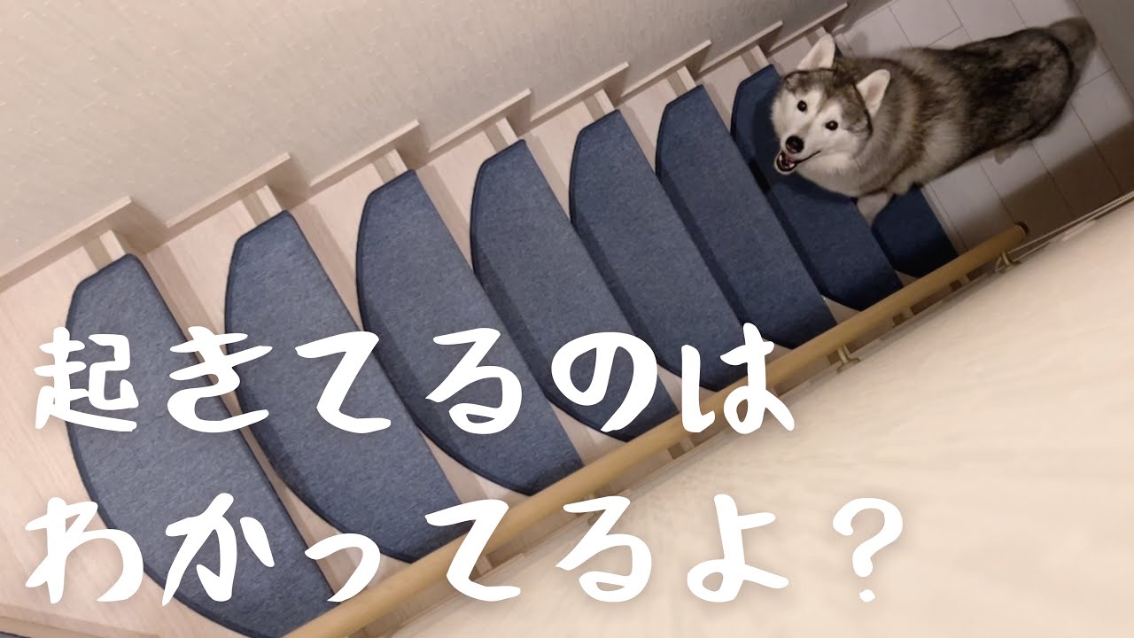 ゲーム中の姉に対する遊んでアピールがメンヘラチックなシベリアンハスキー Youtube