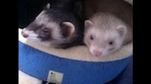 社内でのSphinx、reSTの広め方