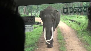 Kabini Safari - Elephant Attack. A Very Close Encounter With The Elephant.