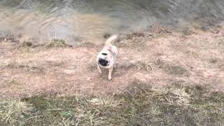 Pug slowmo iPhone 6