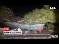 Ялинкові браконьєри з Миколаївської області накрали дерев на 30 тисяч гривень