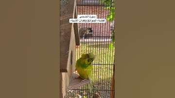 #سورة_الضحى #قرآن #المصحف #ياسر_الدوسري #العراق #طيور #البادجي #quran #birds #lovebirds #budgies