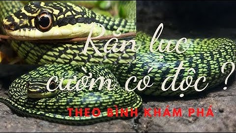Rắn lục cườm có độc ?