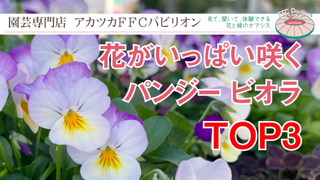 21年版 花がいっぱい咲く パンジー ビオラ Top3 園芸専門店アカツカffcパビリオン Youtube 21年版 花がいっぱい咲く パンジー ビオラ Top3 園芸専門店アカツカffcパビリオン Youtube