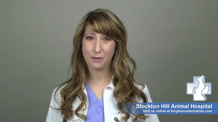 Meet Dr. Kristen Andrews