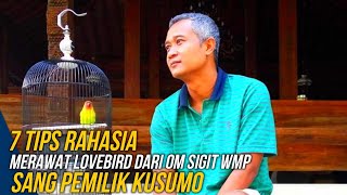 7 Tips Rahasia Merawat Lovebird dari Om Sigit WMP Sang Pemilik Kusumo