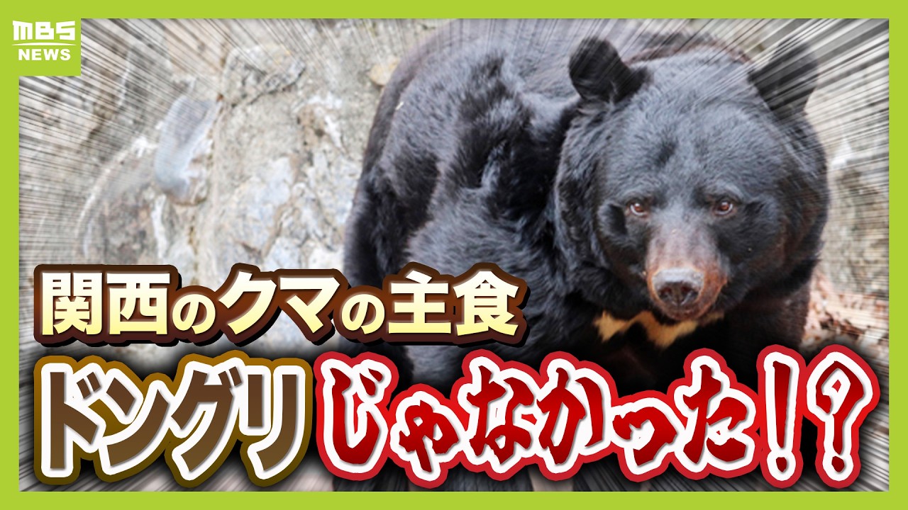 Record Number of Bear Sightings] New Facts Revealed by Collecting