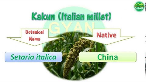 Cereal Crops / millets crops and their Native Place (Graminae_Family)  and botanical name #millets
