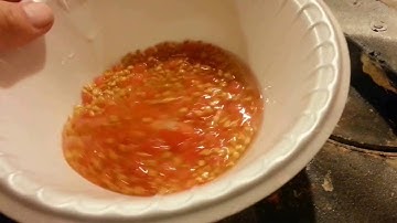 Saving tomato seeds and the juice too  part 2