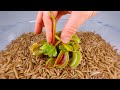 10 000 mealworms vs venus flytrap