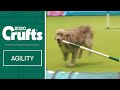 Hilarious Rescue dog Kratu steals the show (and a pole)!