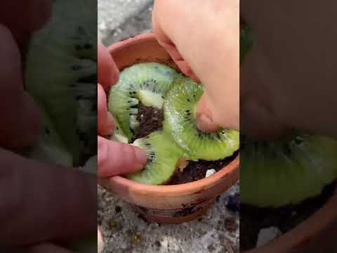 Video: Opelenie rastlín kiwi – je rastlina kiwi samoopelivá