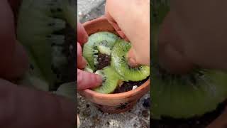 Kiwis: the fruit that looks most like a…okay nvm🥝🥹 #growing #kiwi #plant #fact #howtowithjessie