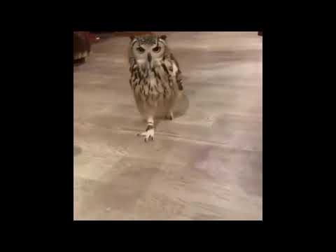 owl-running-meme.