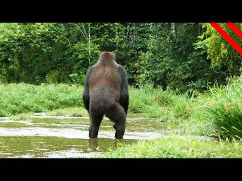 Most Convincing Bigfoot Sightings Caught On Tape