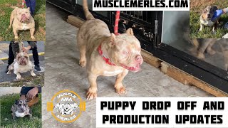 Muscle Merles American & Exotic Bully Episode 34: Puppy Drop Off and Keeper Production Updates