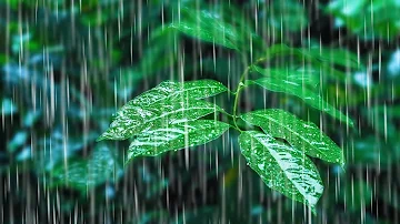 Rainfall on Forest Foliage | Rainstorm Sounds for Sleeping