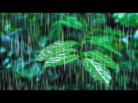 Rainfall On Forest Foliage | Rainstorm Sounds For Sleeping