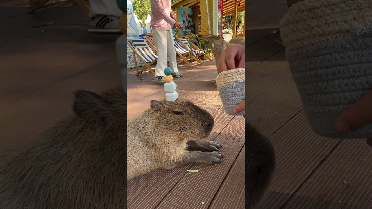 How many stones can you stack on a capybara's head? 