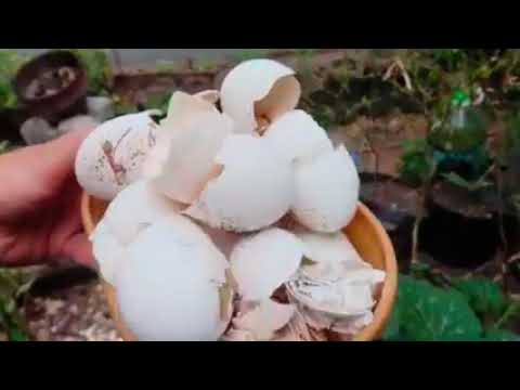 تصویری: پوسته تخم مرغ در برابر آفات باغ