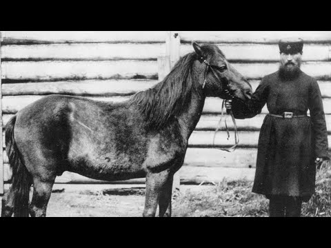 Video: The tarpan horse is the ancestor of the modern horse. Description, species, habitat and causes of extinction of the population