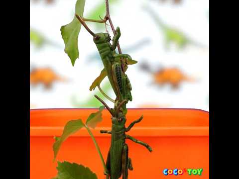Catching insects in various ways like an <strong>insect</strong> drone! #Shorts ｜insects name｜CoCosToy