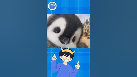 Chim cánh cụt đáng yêu như thế nào ?#shorts