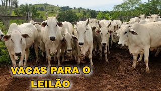 🛑🛑 APARTE DAS VACAS E BEZERROS, PARA VENDA NO LEILÃO