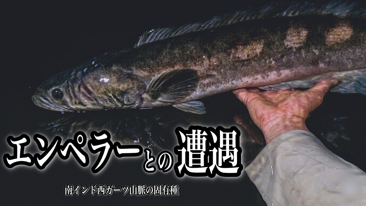 I never expected to fish like this A serious showdown with an