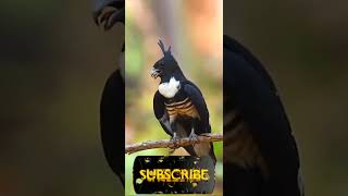 Meet The Striking Black Baza Natures Agile Raptor
