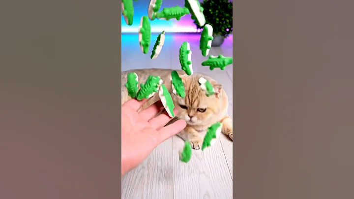 Video 11724141: golden cat british