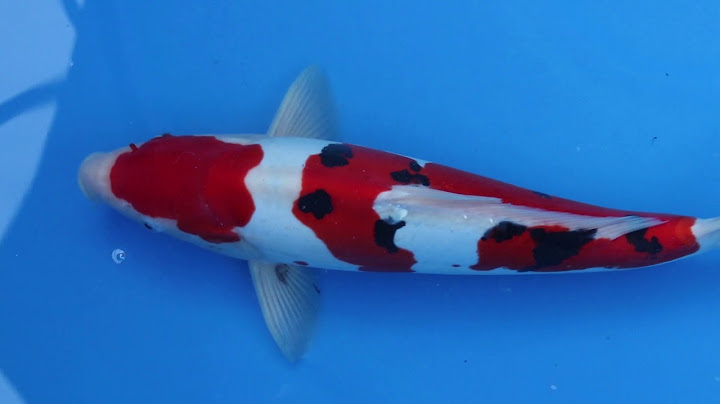 Cots Koi Auctions ending 3.8.2020