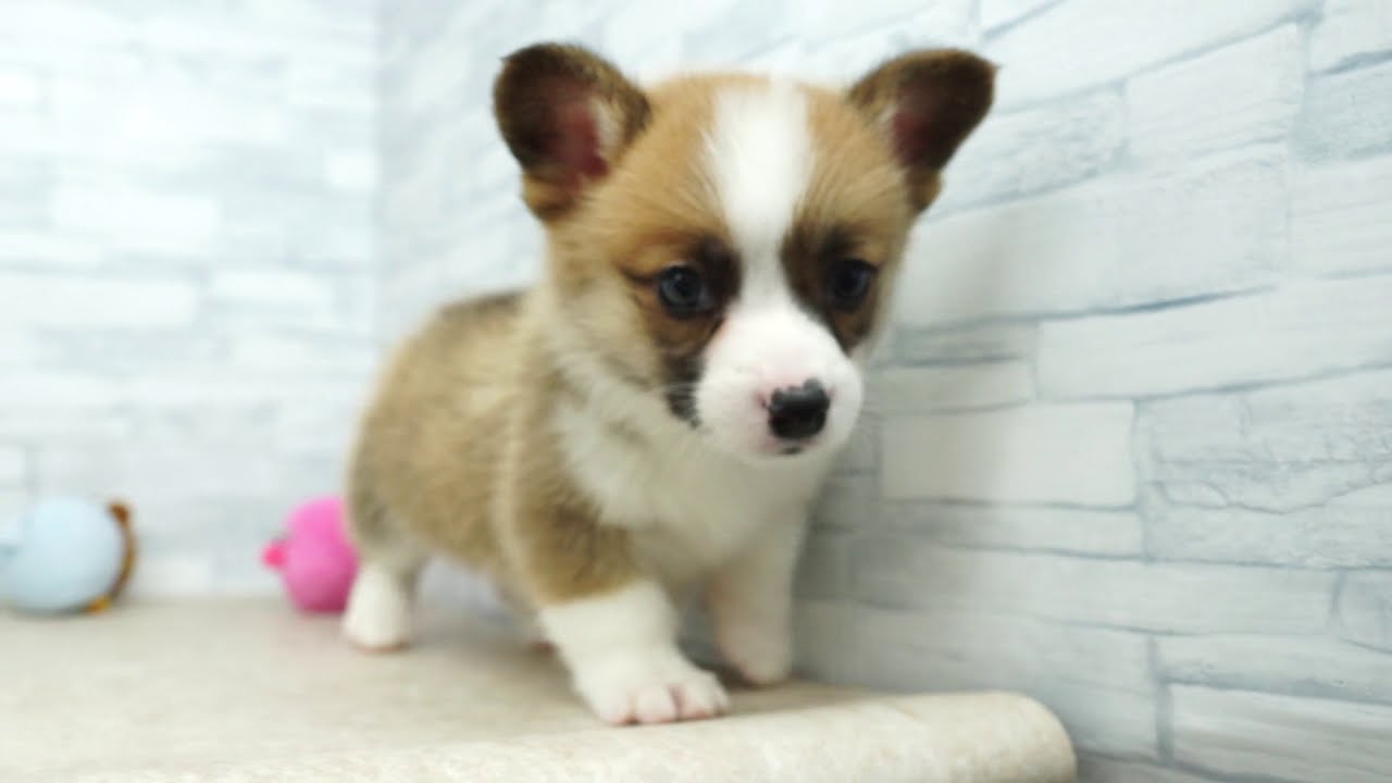 Kikuchi Pet 仔犬仔猫 No ウェルシュ コーギー ペンブローク 女の子 Youtube
