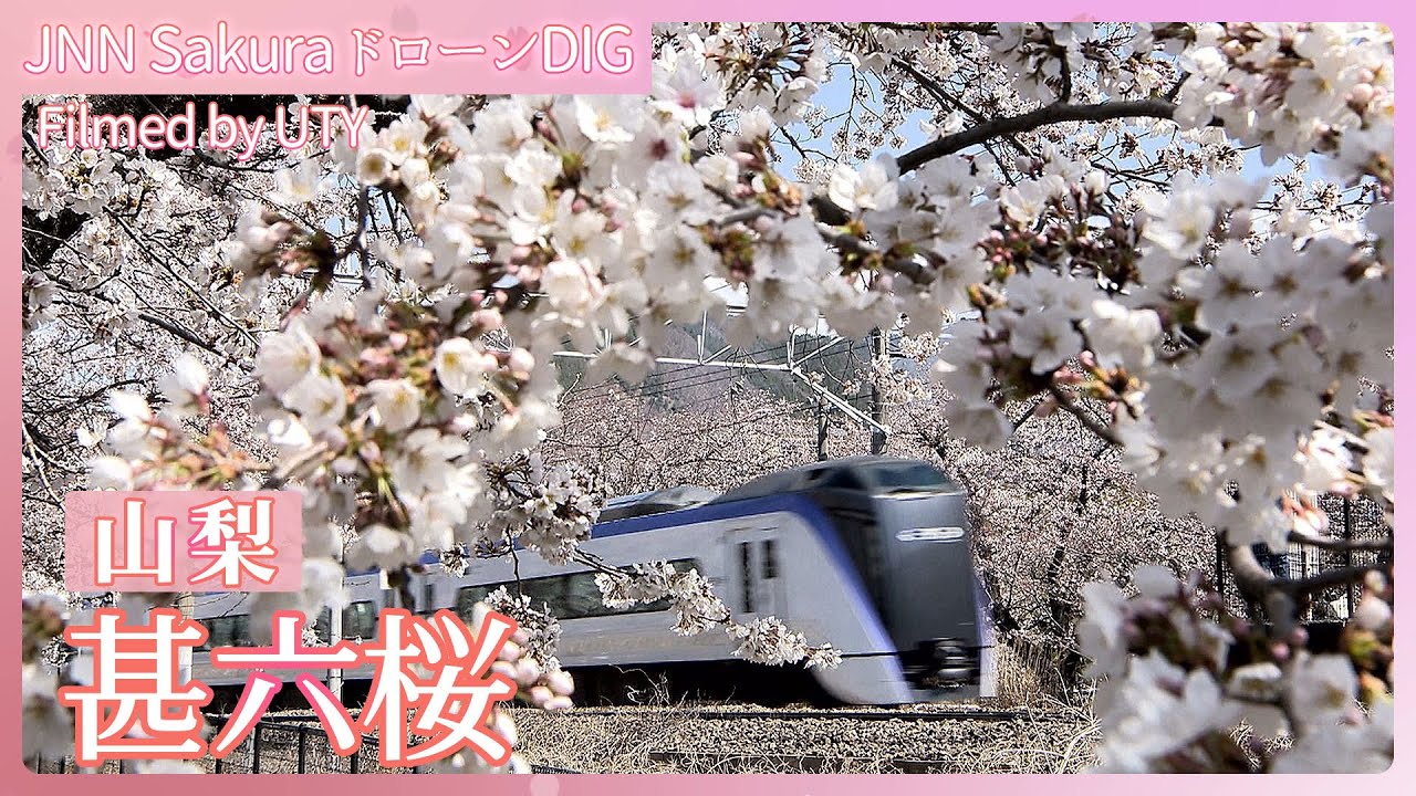 電車と桜の競演【JNN sakuraドローンDIG 2025】
