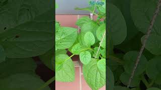Creative ways to grow spinach at home for large leaves, year-round harvest