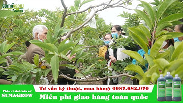 Hướng dẫn cắt tỉa cành cho cây na sau thu hoạch