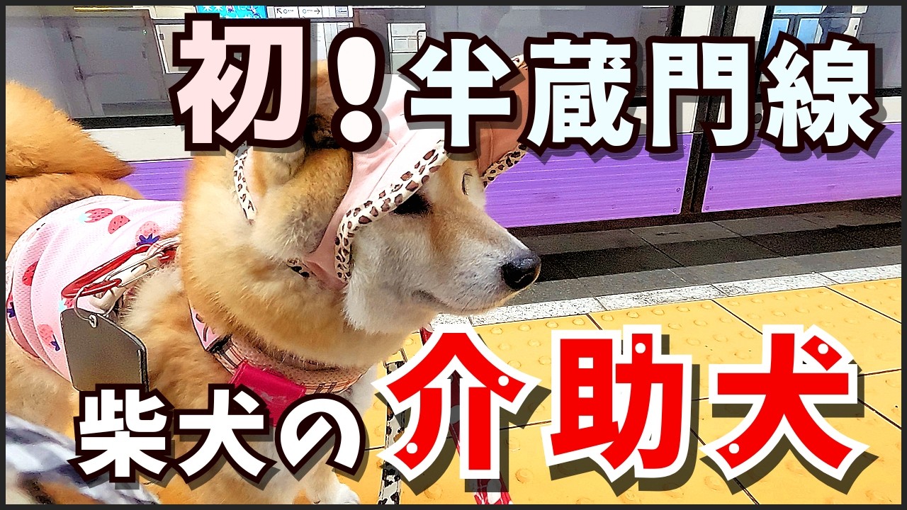 ▼いぬ▼様 おまとめ Train] A Service Dog's First Challenge: Transferring to the