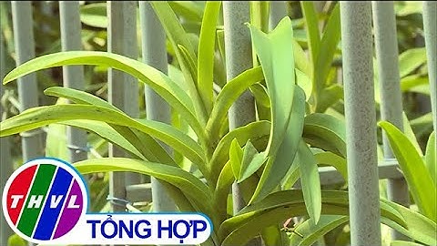 Phát triển tổ hợp tác sản xuất nông nghiệp