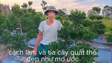 Cách Cắt tỉa và chăm sóc cây quất thế ngoài đồng gặp gỡ cao thủ làm cây quất cảnh