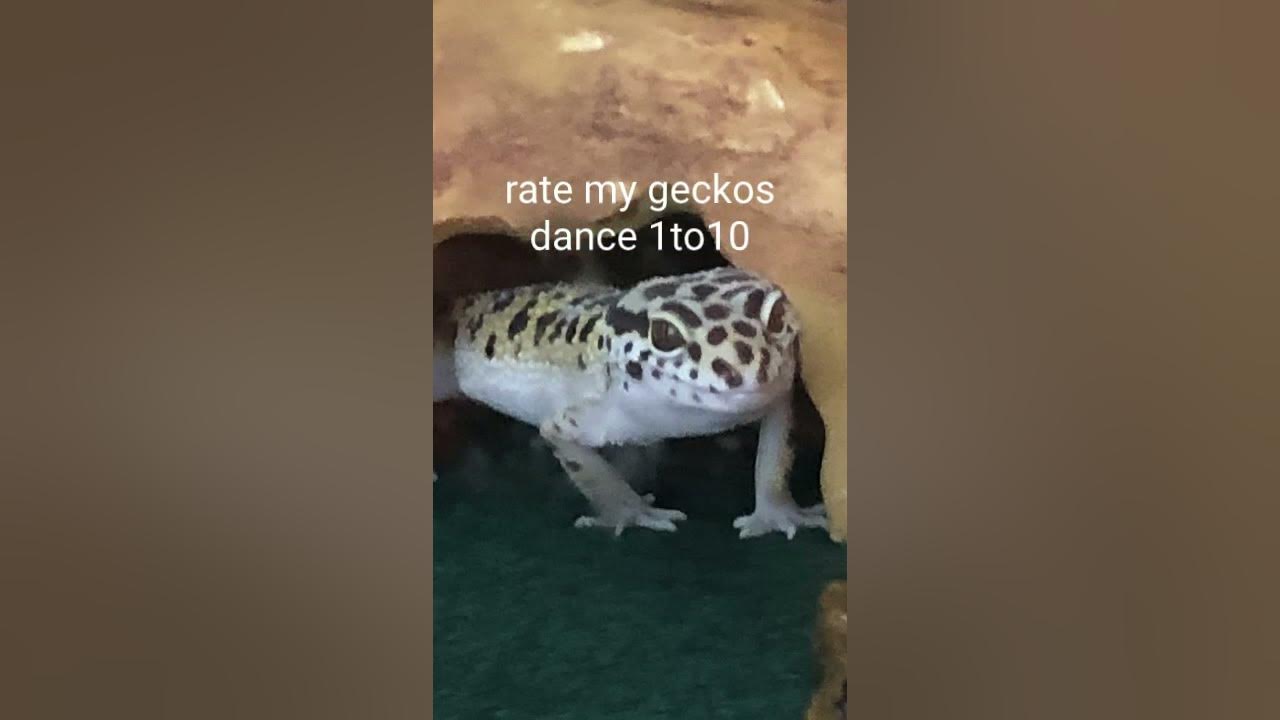 leopard gecko dance YouTube