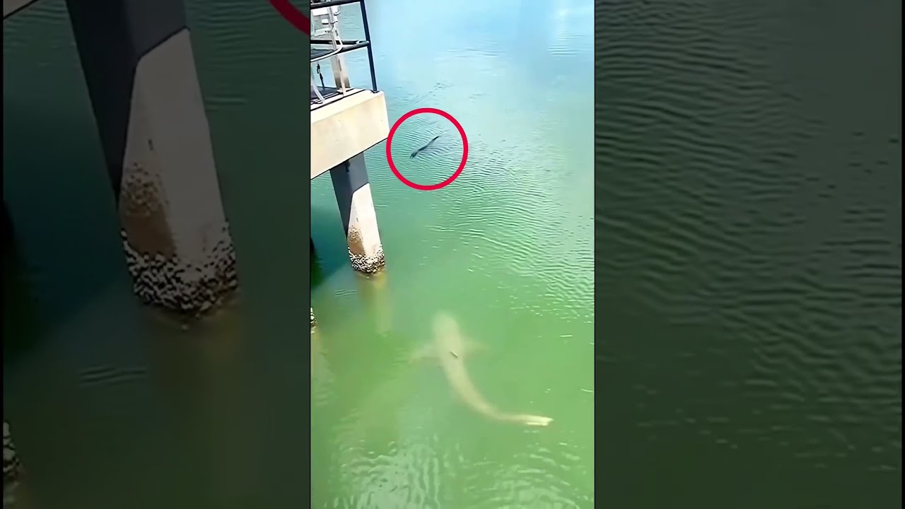 Shark Vs Alligator V A Thedailygator