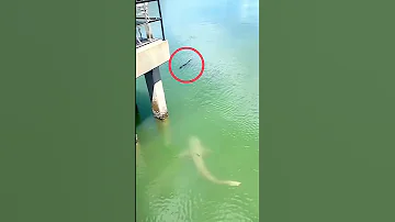 Shark vs Alligator - Vía thedailygator