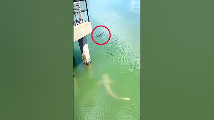 Shark vs Alligator - Vía thedailygator